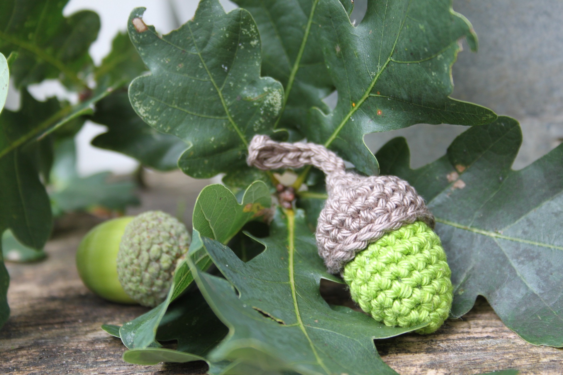 image gland de chêne au crochet